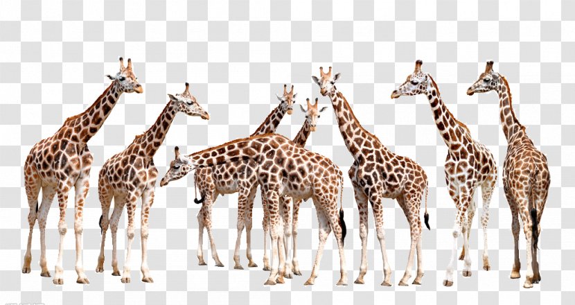 Giraffe Wall Decal Photography Illustration - Wildlife - A Group Of Giraffes Transparent PNG