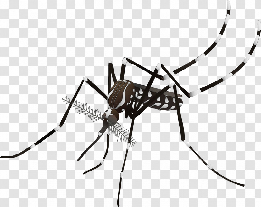 Mosquito Dengue Fever Viral Hemorrhagic Fever Suipacha Partido Municipio De Suipacha Transparent PNG