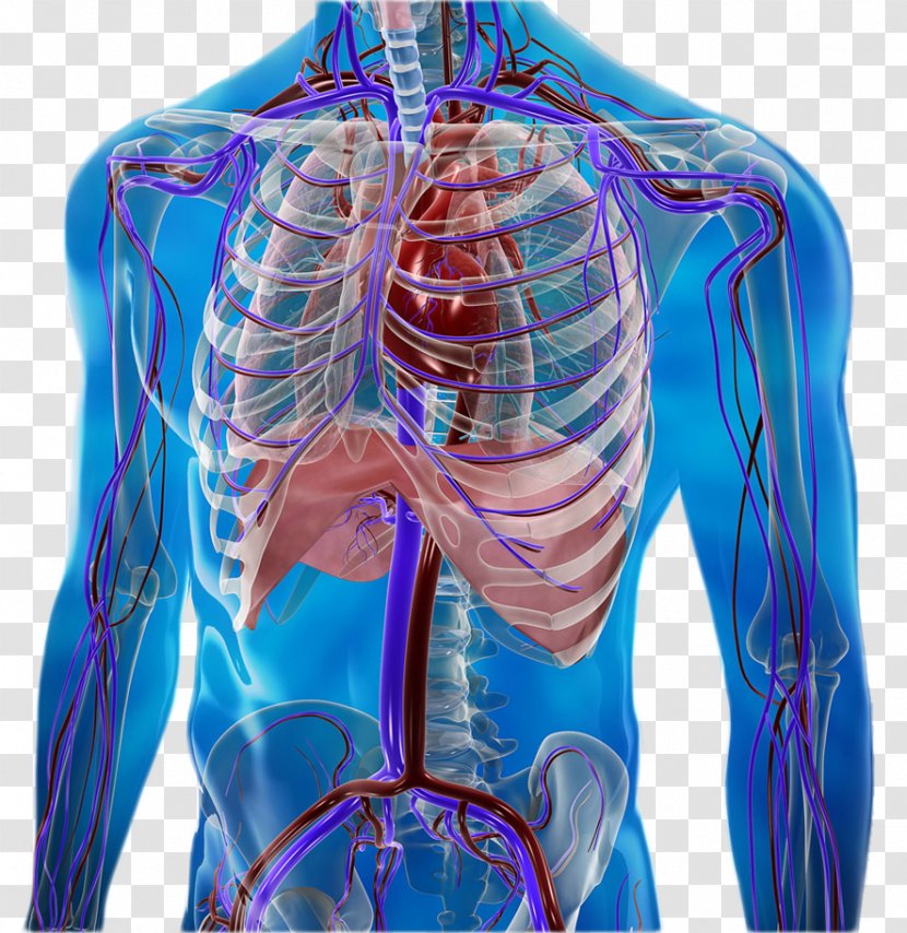 Human Body Anatomy Circulatory System Physiology Omega-3 Fatty Acids - Heart Transparent PNG