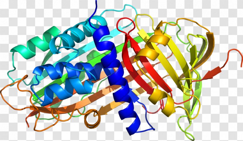 Alpha-1-proteinase Inhibitor Alpha 1-antitrypsin Deficiency Protein Structure Neutrophil Elastase - Watercolor - Shewanella Oneidensis Transparent PNG