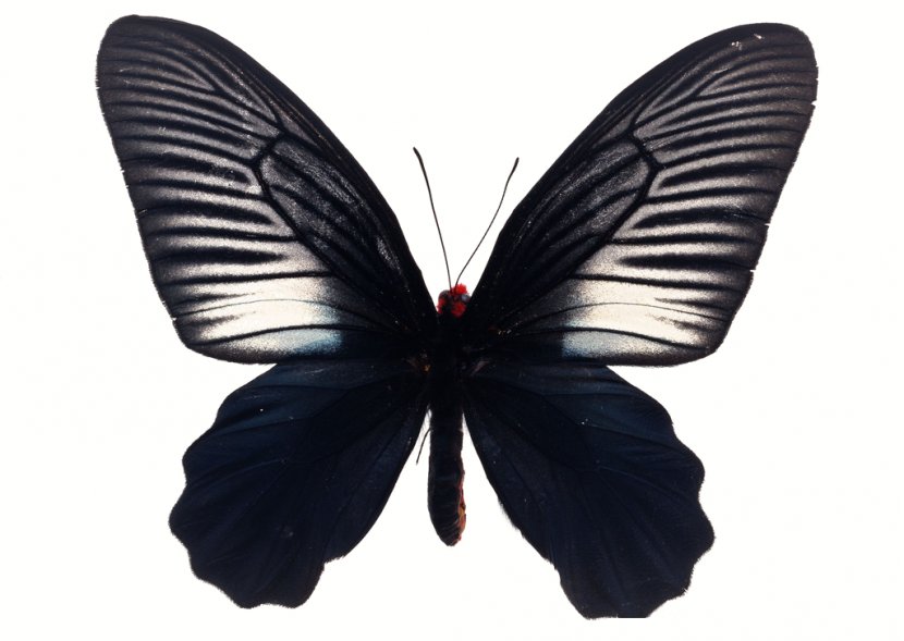 Brush-footed Butterflies Butterfly Insect Transparent PNG