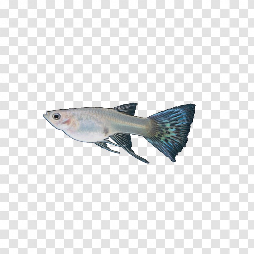 Guppy Tail Blue Fish Red - Organism - Insects, Transparent PNG
