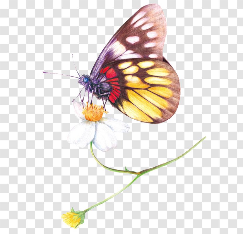 Colored Pencil Drawing Watercolor Painting - Fabercastell - Insect Transparent PNG