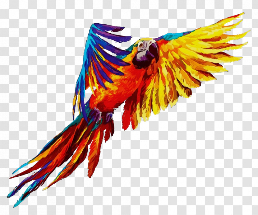 Bird Macaw Wing Parrot Beak Transparent PNG