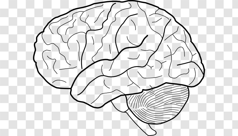 Outline Of The Human Brain Drawing Clip Art - Cartoon Transparent PNG
