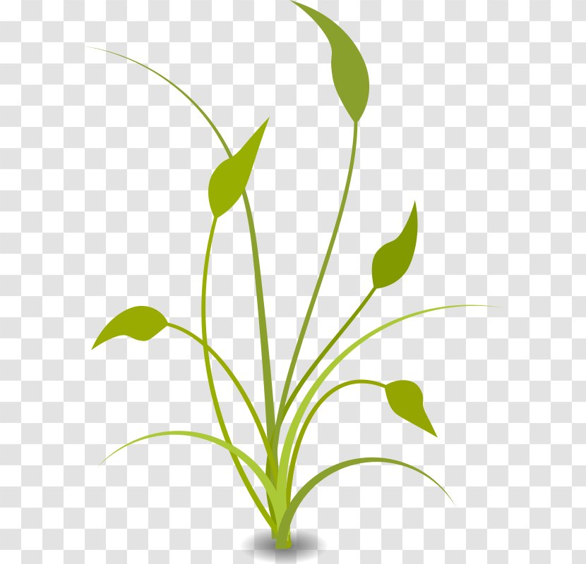 Free Content Nature Clip Art - Flowering Plant - Spiritual Clipart Transparent PNG