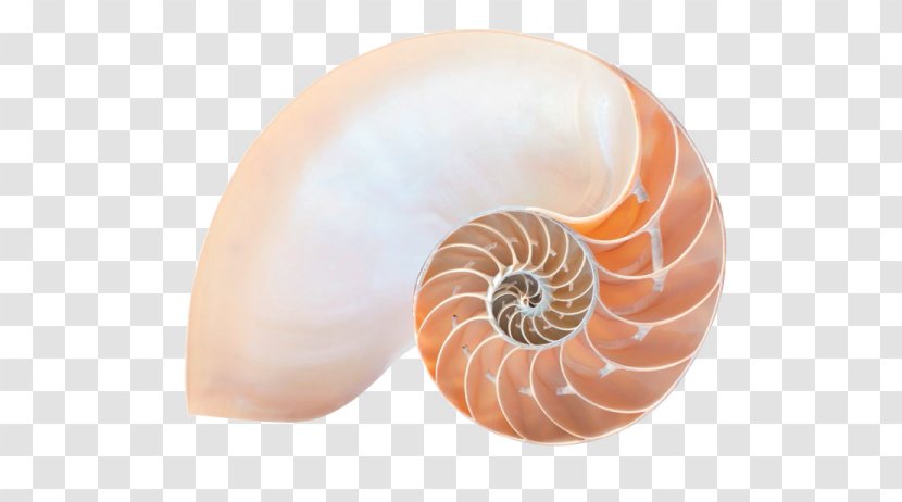 Chambered Nautilus Ageless Soul: The Lifelong Journey Toward Meaning And Joy Stock Photography Royalty-free - Royaltyfree - Seashell Transparent PNG