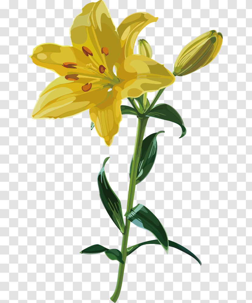 Lily Flower Transparent PNG