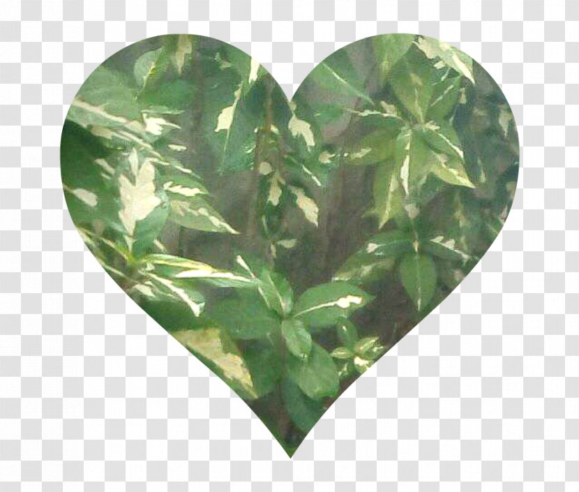 Leaf Tree - Grass Transparent PNG