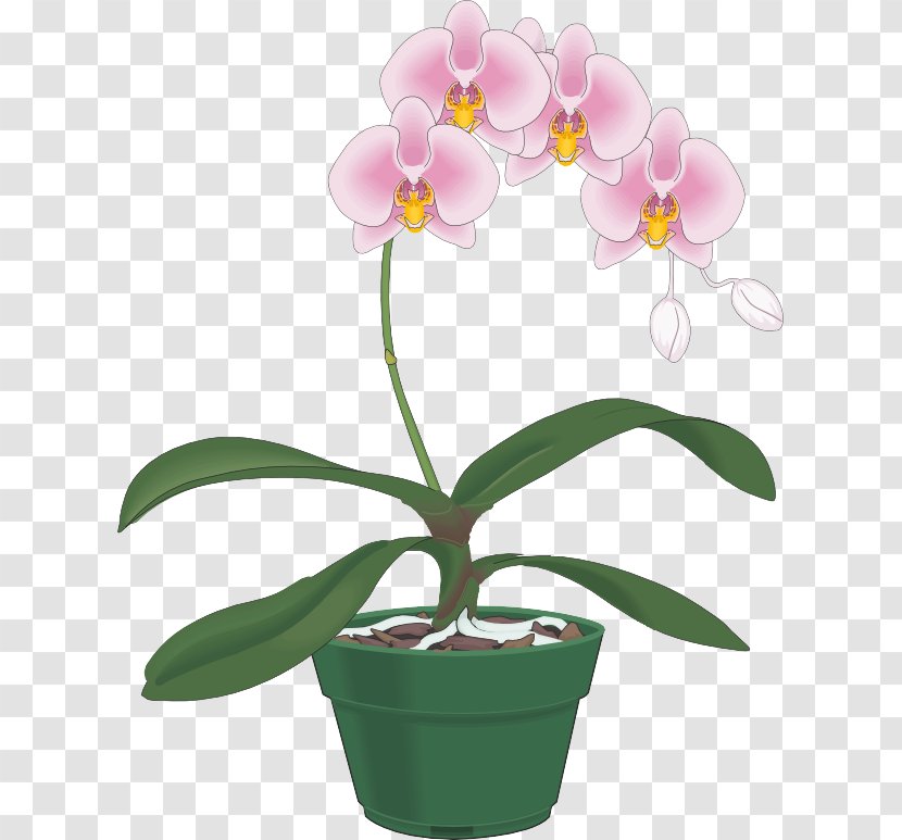 Flower Flowering Plant Moth Orchid Flowerpot - Petal Transparent PNG