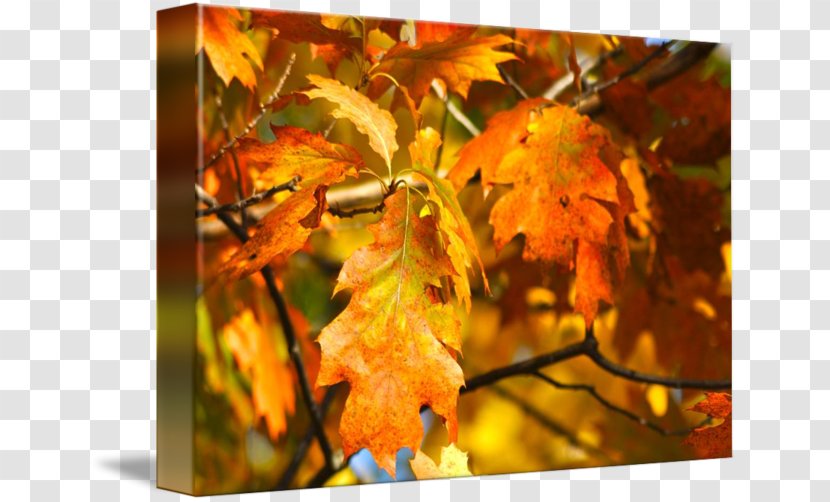 Maple Leaf Gallery Wrap Canvas Art Printmaking - Autumn Leaves Transparent PNG