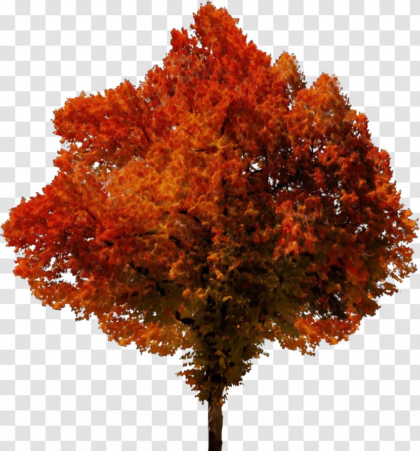 Orange - Deciduous - Autumn Flower Transparent PNG