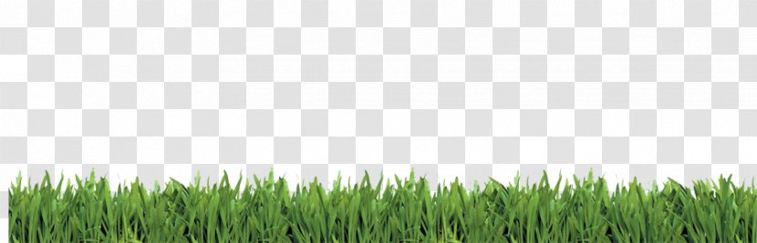Wheatgrass Lawn Meadow Tree Sky Plc - Crop - Natural Jungle View Transparent PNG