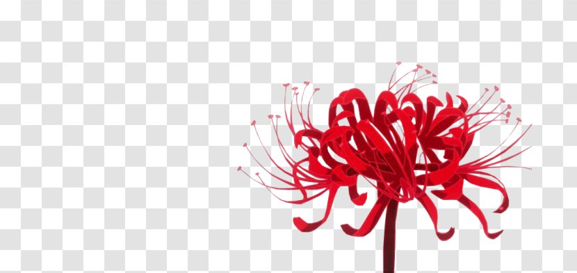 Red Spider Lily Tokyo Ghoul Flower Rat - Flowering Plant Transparent PNG