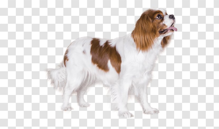 Drentse Patrijshond Cavalier King Charles Spaniel Kooikerhondje Dog Breed Transparent PNG