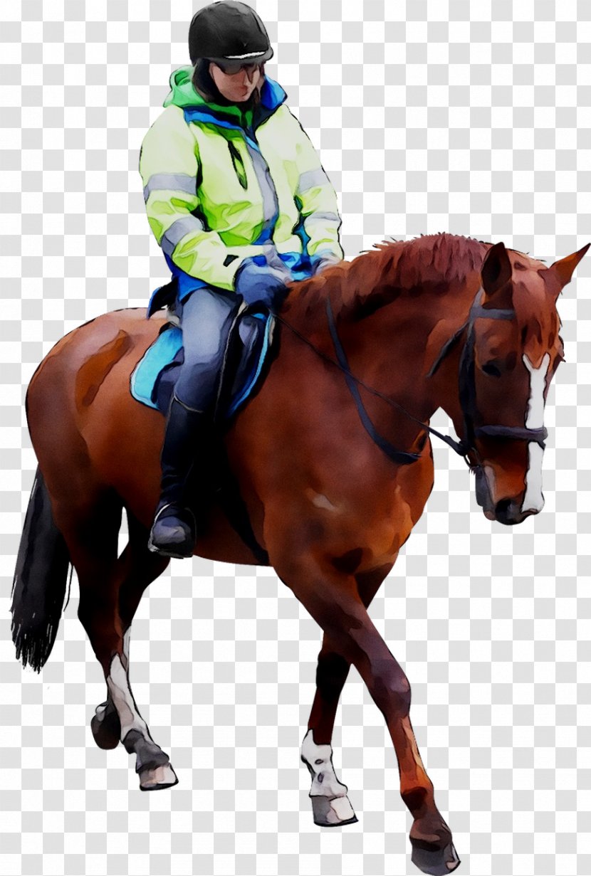 Hunt Seat Horse Rein Stallion Equestrian - Modern Pentathlon Transparent PNG