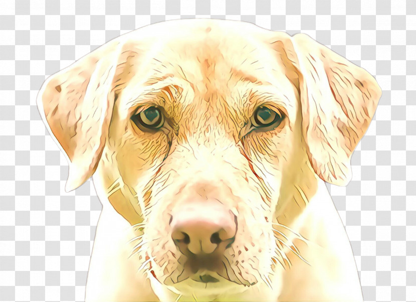 Dog Nose Labrador Retriever Snout Retriever Transparent PNG