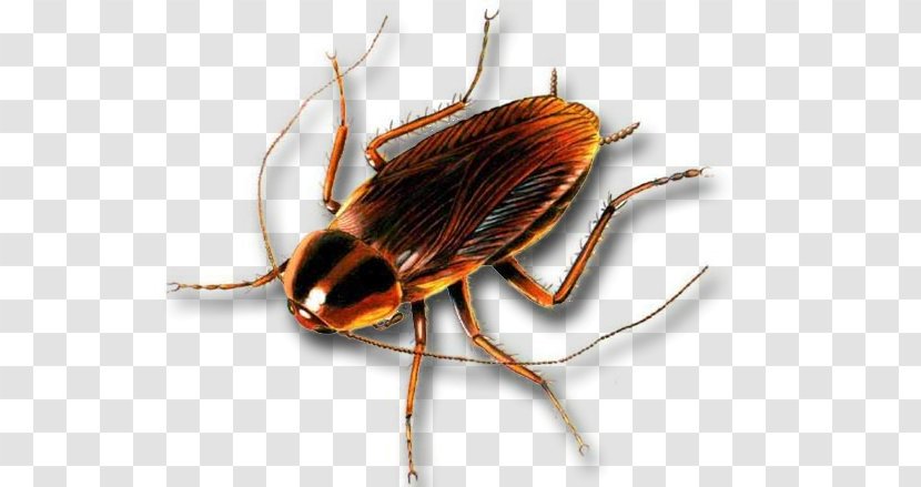 German Cockroach Insect Pest Control - American Transparent PNG