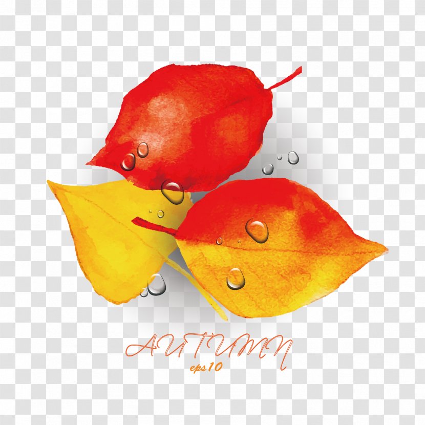Autumn - Vector Leaves And Water Droplets Transparent PNG