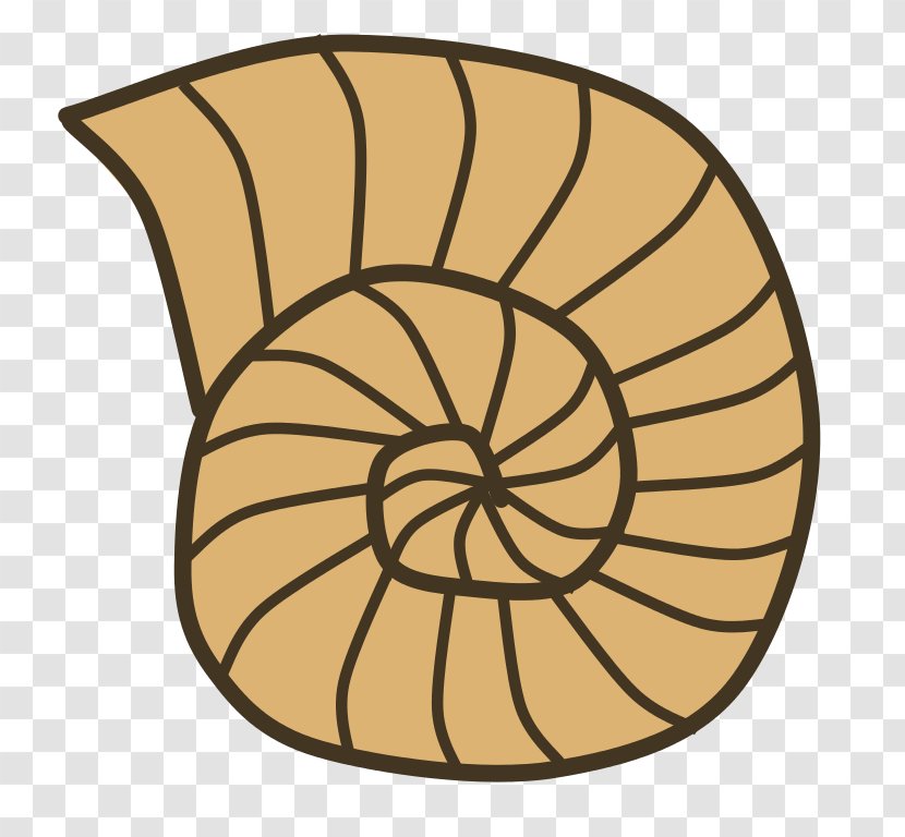 Seashell Snail Gastropod Shell Clip Art - Nautilida - Fossil Cliparts Transparent PNG