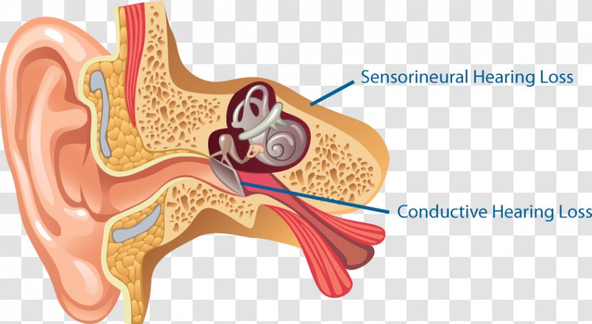 Ear Anatomy Middle Outer Inner - Tree Transparent PNG