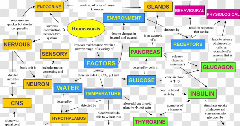 Homeostasis Human Body Biology Map Concept - Cartoon Transparent PNG