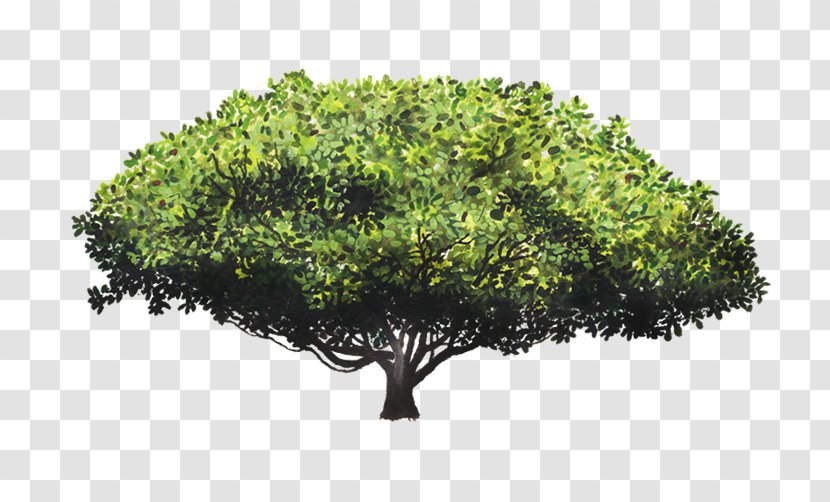 Wild Cashew Tree Rainforest Crown - Grass Transparent PNG