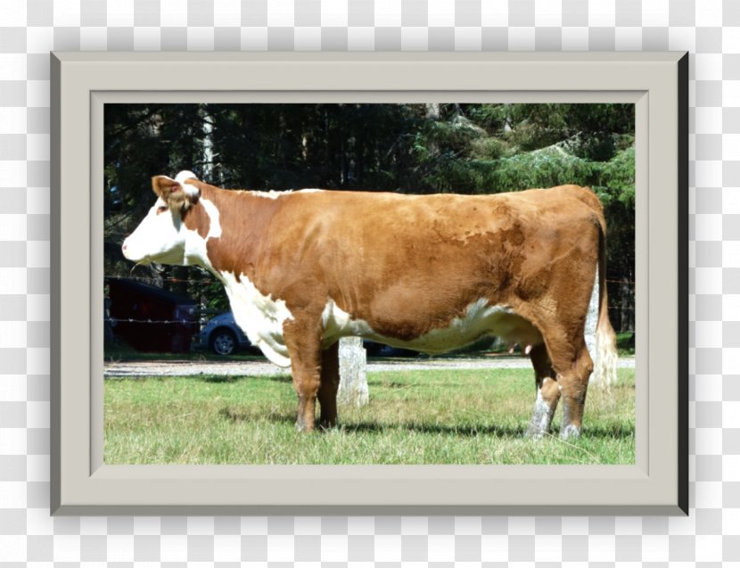 Calf Dairy Cattle - Livestock - Herd Of Cows Transparent PNG