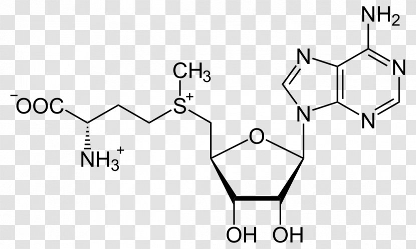 S-Adenosyl Methionine S-Adenosyl-L-homocysteine Amino Acid - Sulfonium - Adrenalin Transparent PNG