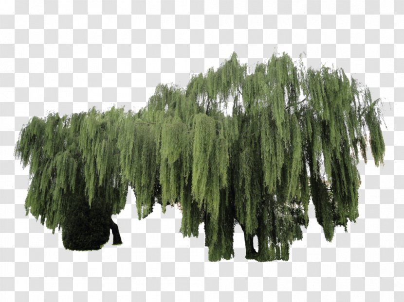Weeping Tree Willow Woody Plant - Biome - Vegetation Transparent PNG
