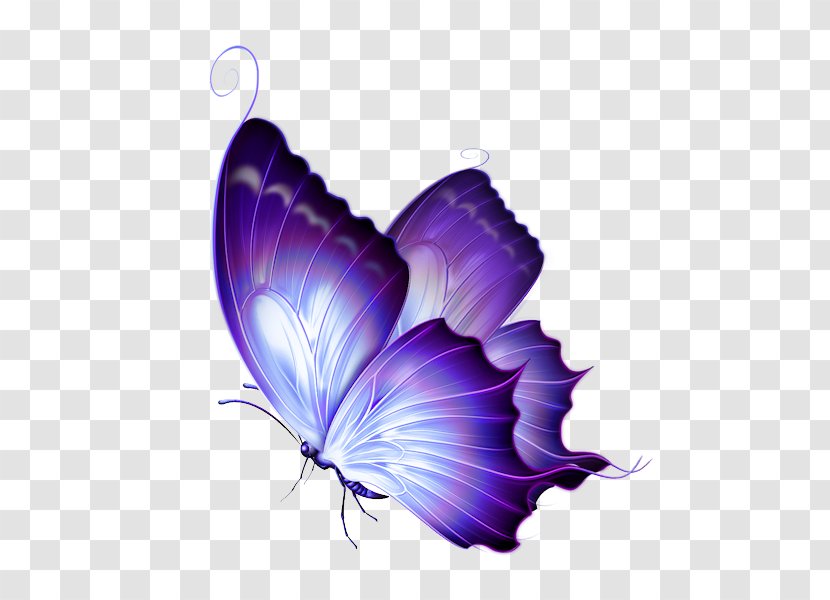 Butterfly Gardening Clip Art - Drawing Transparent PNG