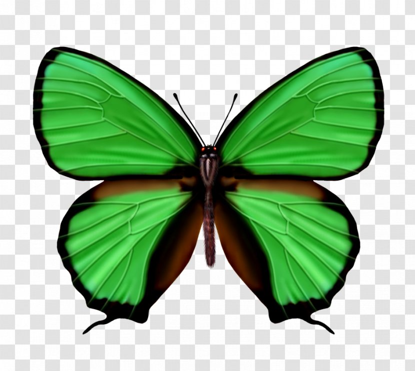 Butterfly Green Shoelace Knot Color - Psychology Transparent PNG