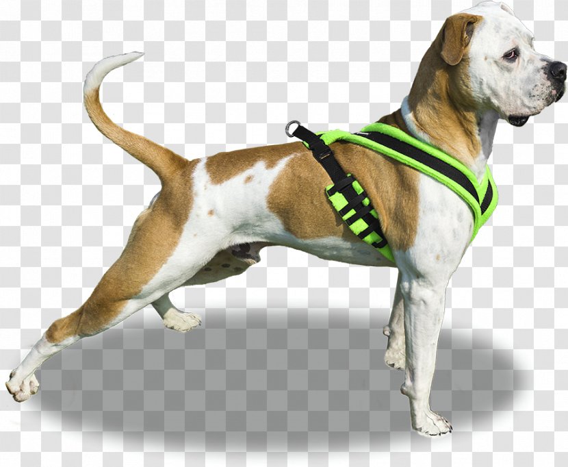 Dog Breed English Foxhound Boxer Moscow Watchdog Dachshund - Puppy Transparent PNG