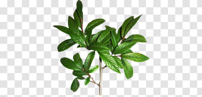 Leaf Download - Plant Transparent PNG