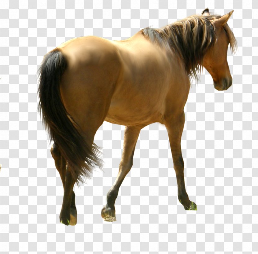 Mustang Stallion Mare Pony Mane - Sorrel - Horse Siluet Image, Free Download Picture, Transparent Background Transparent PNG