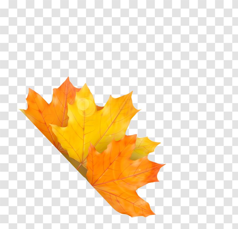 Autumn Maple Leaf - Yellow Transparent PNG