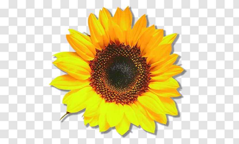 Common Sunflower Blume Seed Bedding - Plant Transparent PNG