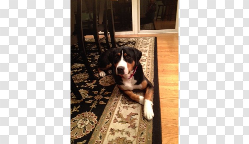 Greater Swiss Mountain Dog Bernese Breed Entlebucher Appenzeller Sennenhund - Adoption - Puppy Transparent PNG