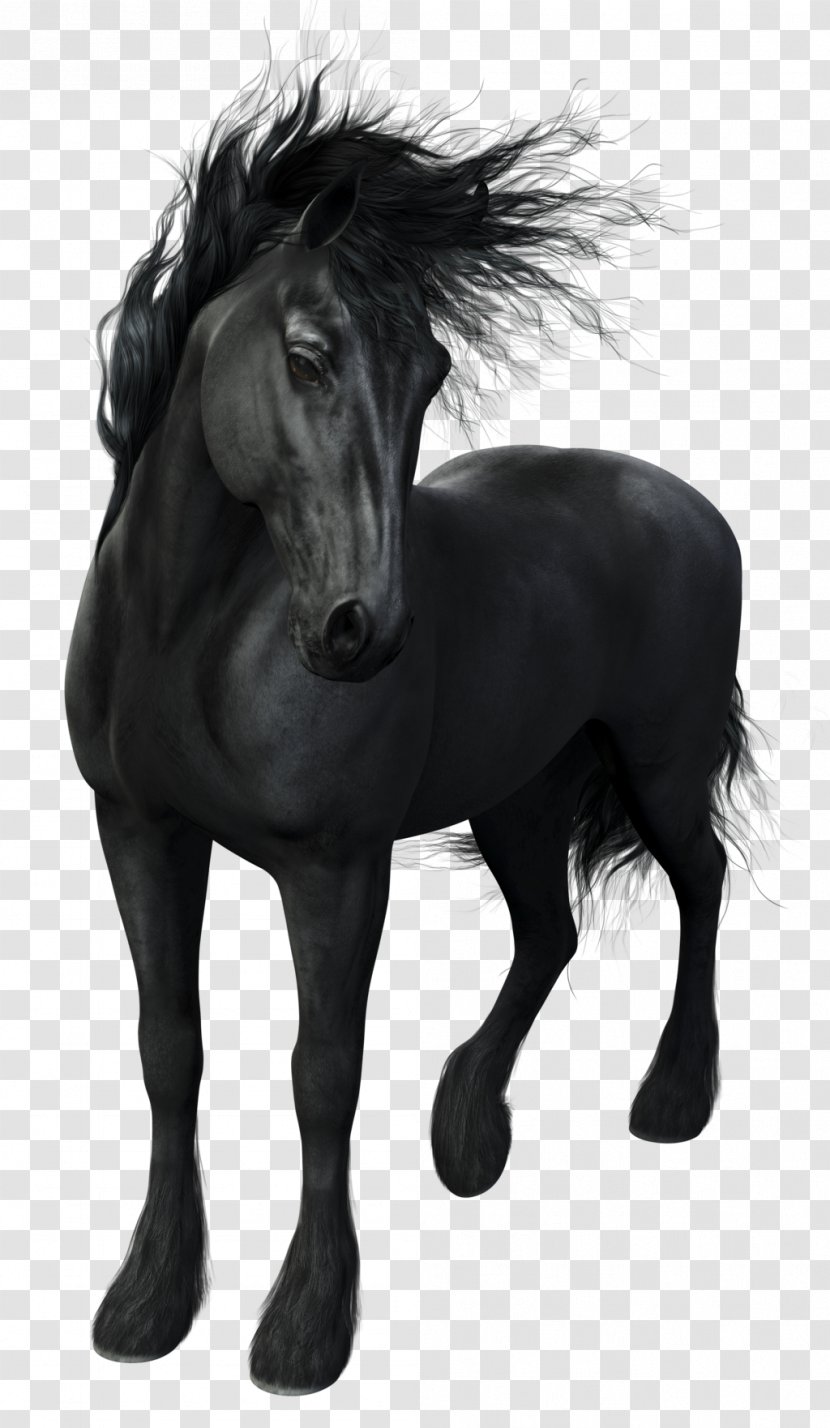 Friesian Horse Stallion Arabian Mustang Mare - Dark Transparent PNG