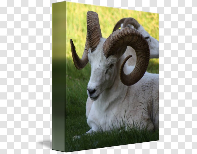 Sheep Argali Goat Fauna Horn Transparent PNG