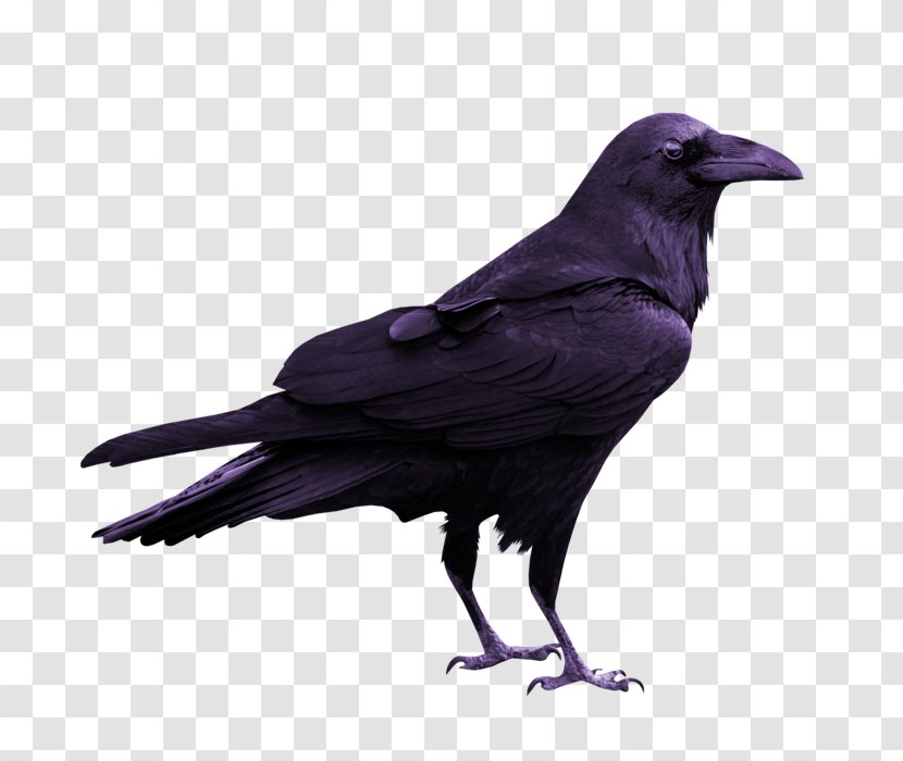 Rook Common Raven Silhouette - Bird Transparent PNG