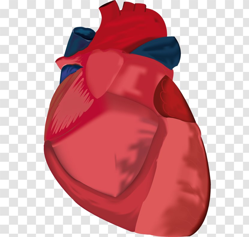 Heart Image Adobe Photoshop Anatomy - Flower Transparent PNG