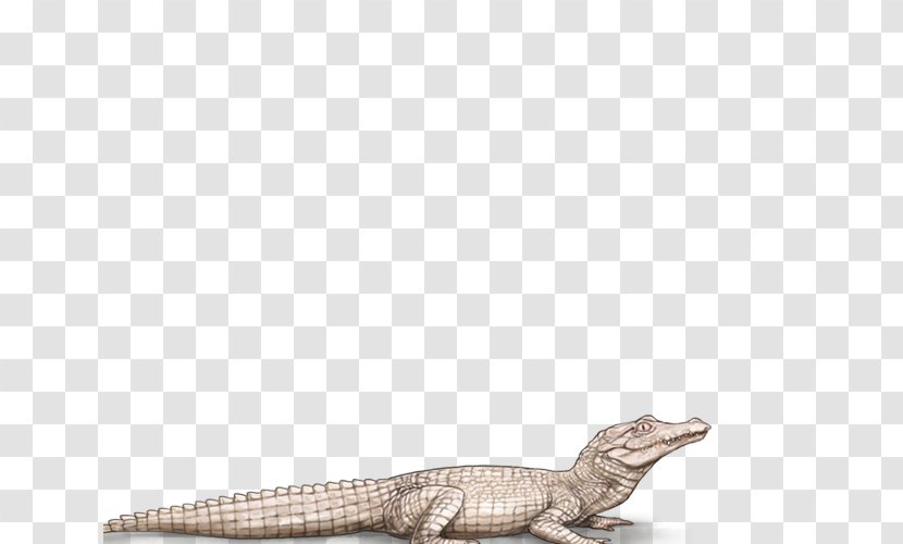 Crocodile Lion Alligators Black Panther Mane - Lizard - Female Transparent PNG