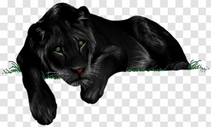 Lion Photography Drawing Art - Black Panther Transparent PNG
