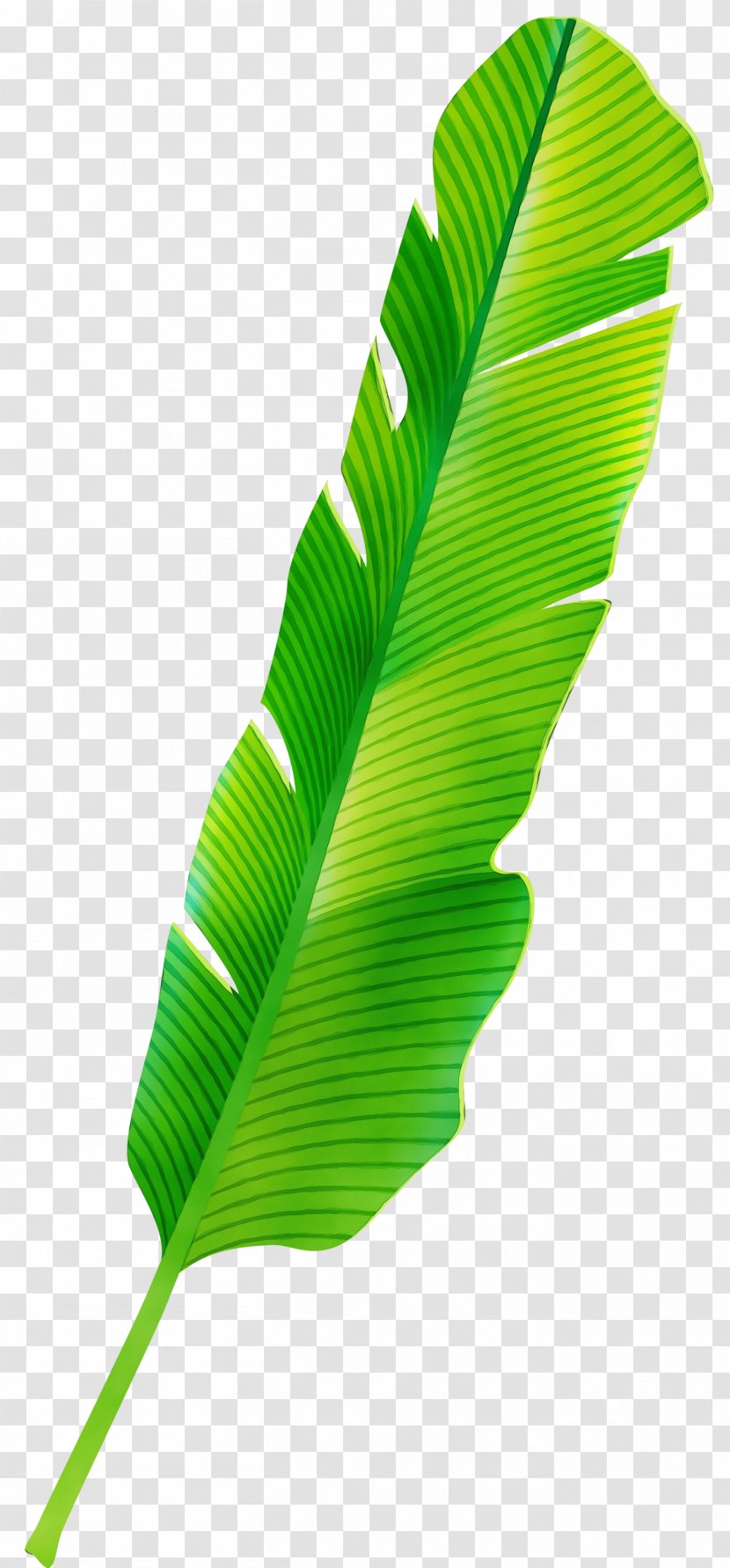 Banana Leaf - Plant Stem Transparent PNG