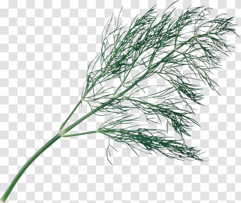 Plant Herb Tree Dill - Parsley Transparent PNG