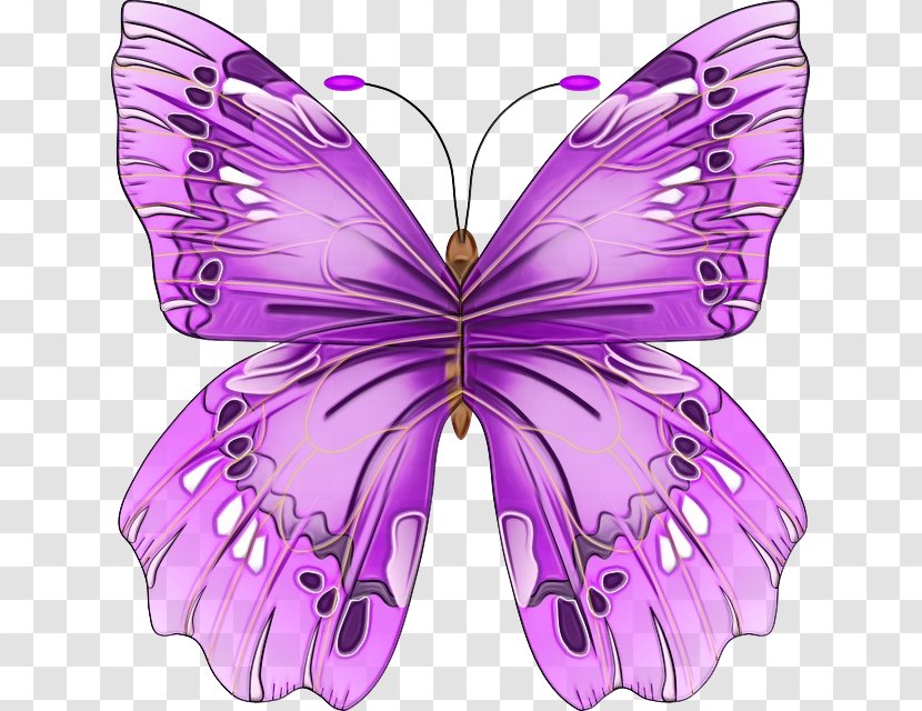 Moths And Butterflies Butterfly Insect Cynthia (subgenus) Purple - Symmetry - Pollinator Transparent PNG