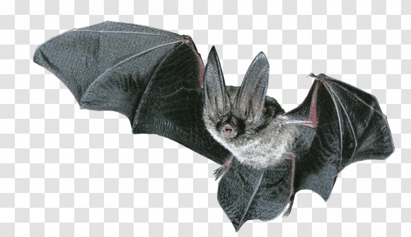 Baseball Bat Animal Wallpaper - Black Horror Transparent PNG
