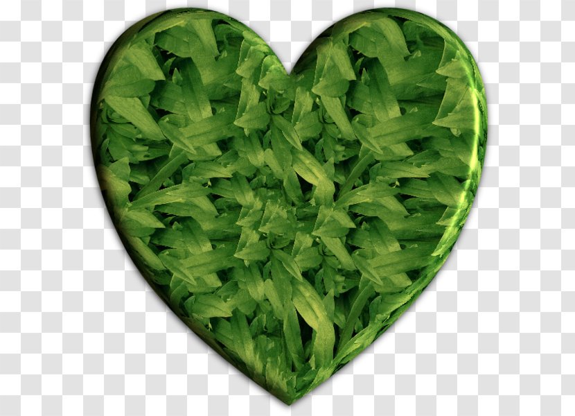 Lettuce Spring Greens Herb Leaf Vegetable - Pour Vous Nous Transparent PNG