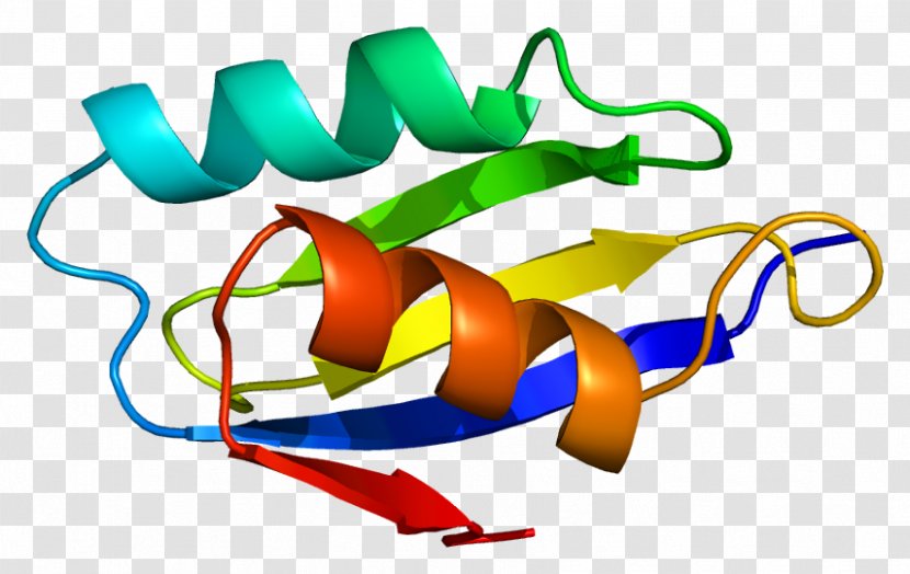 ATP7A Menkes Disease Wilson Protein Golgi Apparatus - Atp Hydrolysis - Plasma Transparent PNG